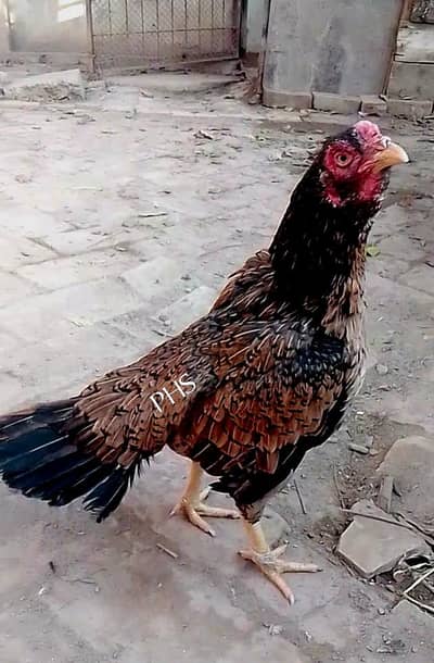 Amroha. lassani. heera. lakhi. abrakhi. mushki