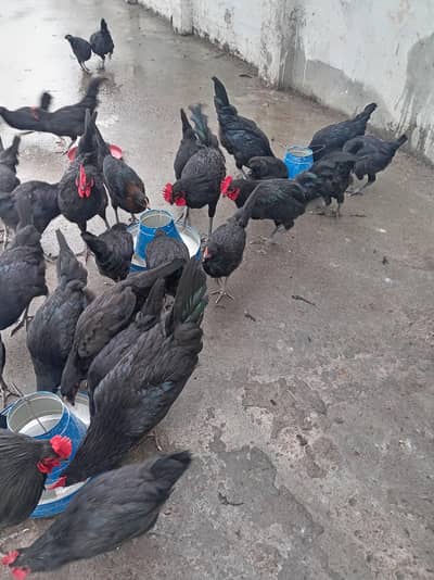 39 Astrolorp birds  & 2 Lohman Brown Hen