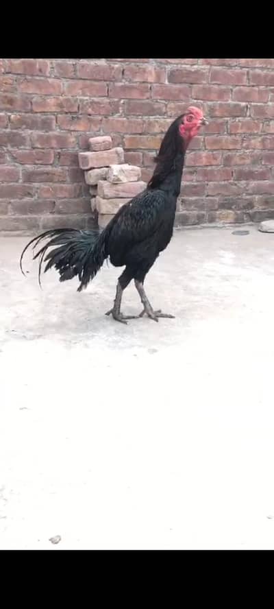 pure trad+pakoya Thai male ha