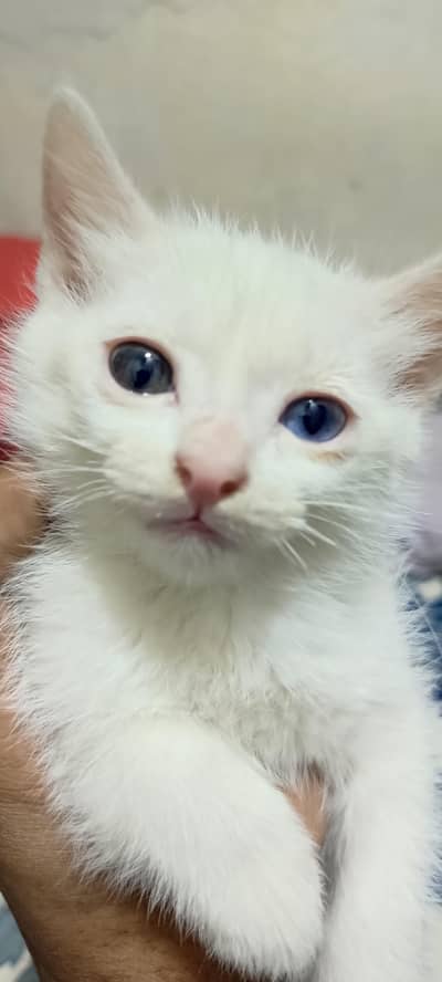 white Persian Dual Eyes kitten female 1.5 month Rawalpindi