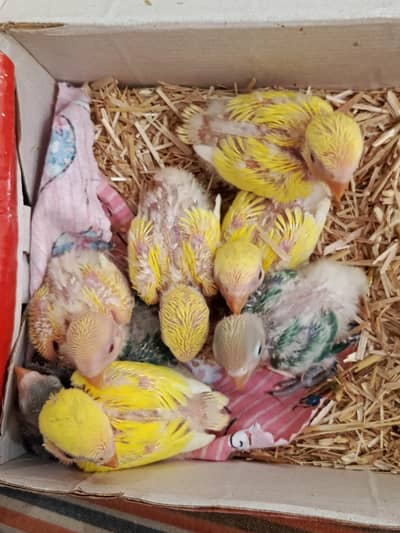 Lovebird babies for handfeed/handtame