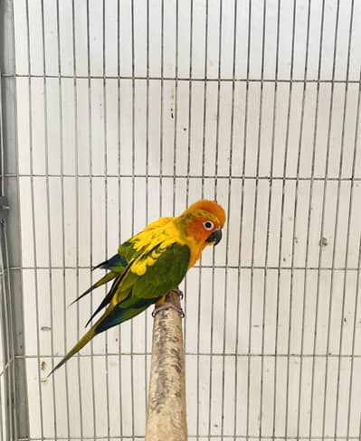 Sun Conure DNA male for exchange