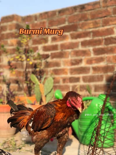 burmi murg 0326419559