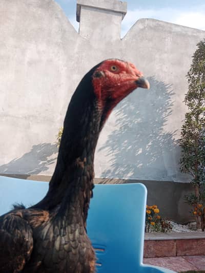 One cross male of parrot and Two females of pure shamo