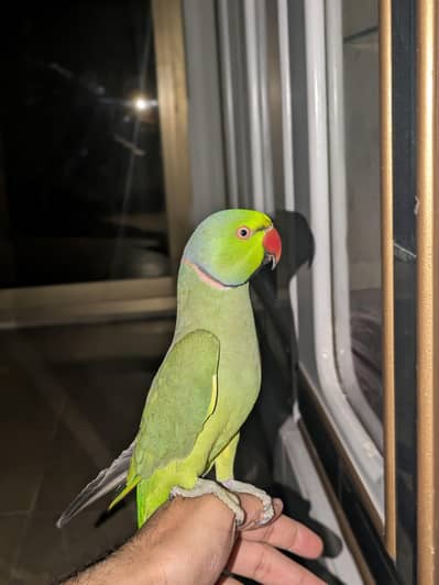 Ringneck Parrot with cage