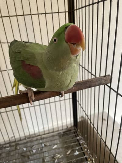 Handtame raw female no bite WhatsApp 03241065517