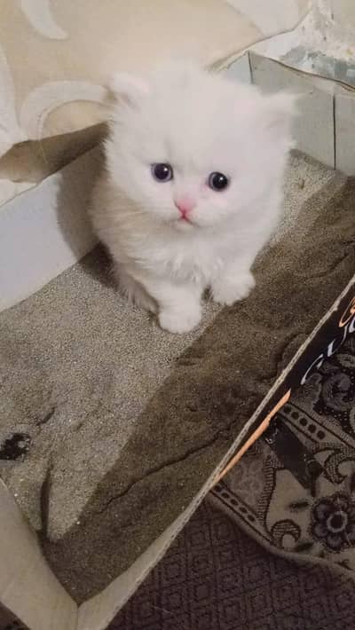Persian cat baby for sale in low price 12k WhatsApp  0321729.5494