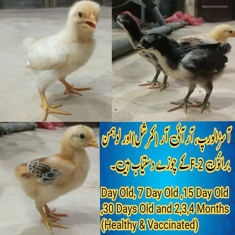 Black Australorp Astrolob Astrolop Austra Chicks Choozay Desi Hen Mugh — photo 2