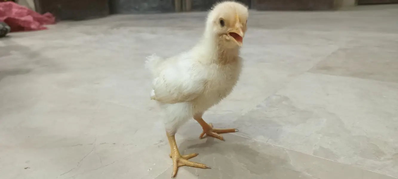 Black Australorp Astrolob Astrolop Austra Chicks Choozay Desi Hen Mugh — photo 3