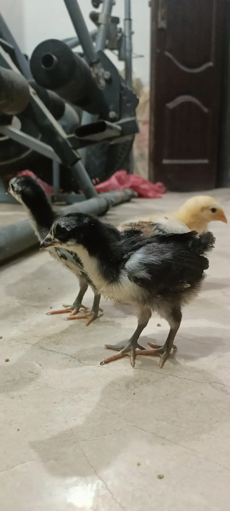 Black Australorp Astrolob Astrolop Austra Chicks Choozay Desi Hen Mugh — photo 6