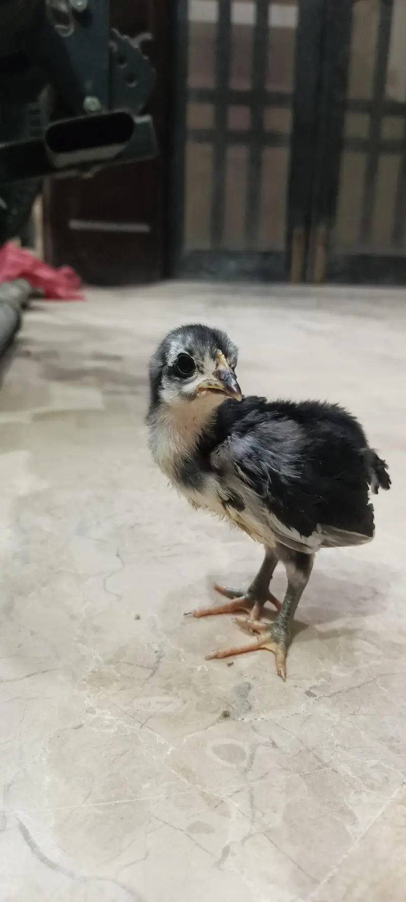 Black Australorp Astrolob Astrolop Austra Chicks Choozay Desi Hen Mugh — photo 7