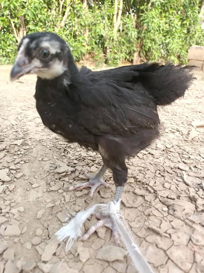 Black Australorp Astrolob Astrolop Austra Chicks Choozay Desi Hen Mugh — photo 8