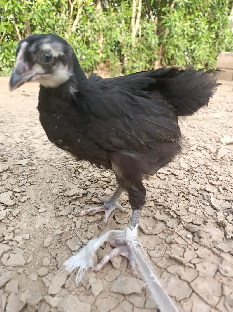 Black Australorp Astrolob Astrolop Austra Chicks Choozay Desi Hen Mugh — photo 9
