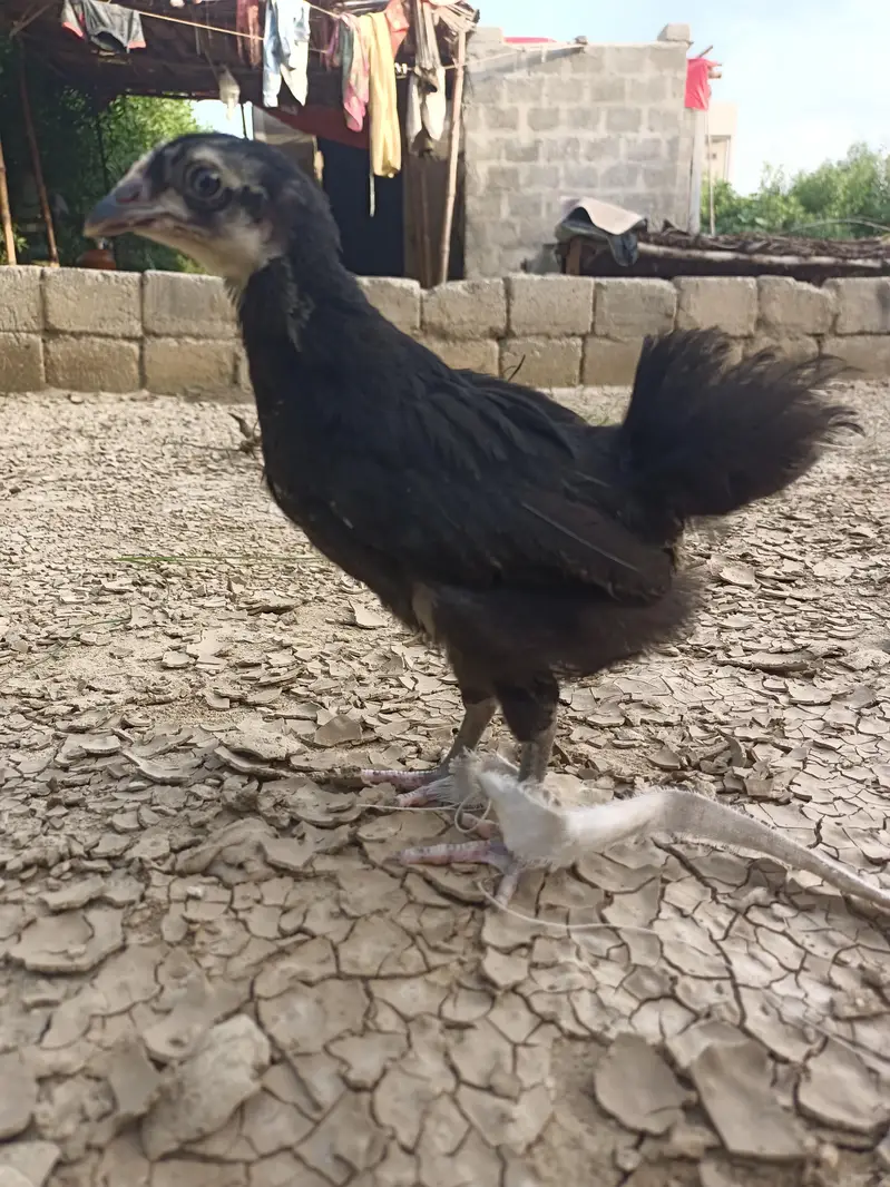 Black Australorp Astrolob Astrolop Austra Chicks Choozay Desi Hen Mugh — photo 10