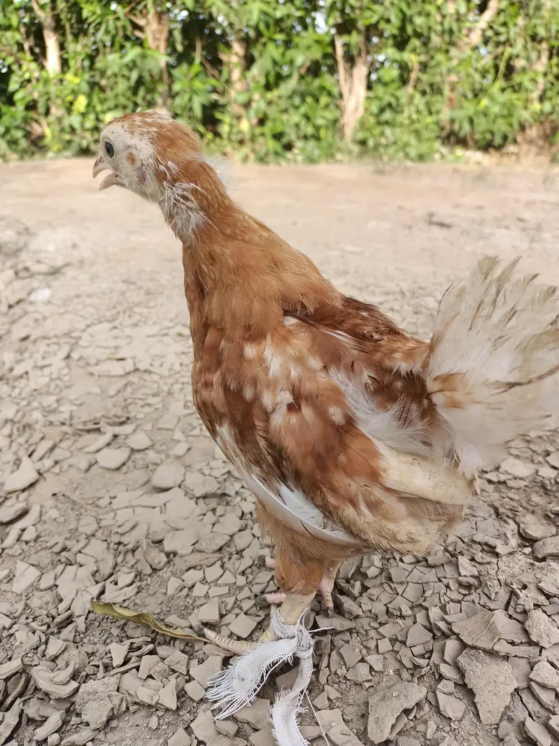 Black Australorp Astrolob Astrolop Austra Chicks Choozay Desi Hen Mugh — photo 12