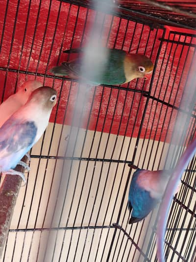 lovebirds breeder pair