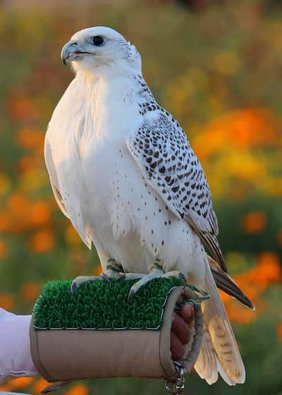 mojy Kam ki zaroray hai Ghar ke Kam ho ya security