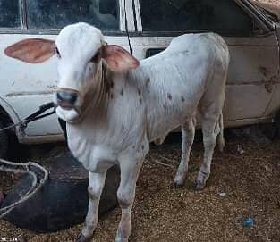 Cows for sale