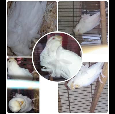 red eyes HOGOROMO PAIR