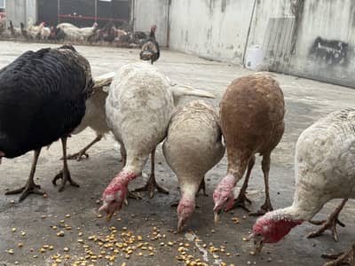 Turkey ready to Bread pairs Egg laying All colors available