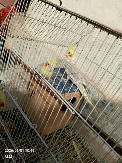 cocktail pair with cage urgent sale