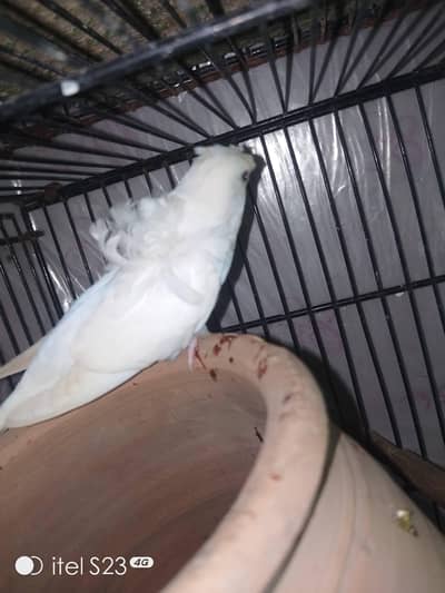 hogormo albaino pair forsale end exchange