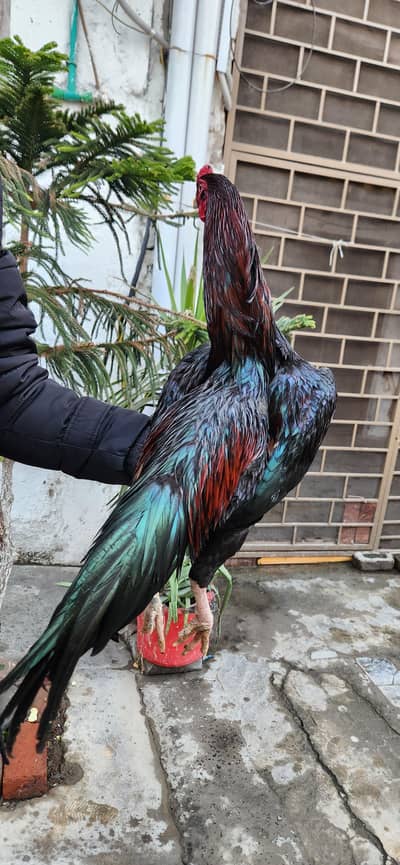 aseel  Thai cross   black keel