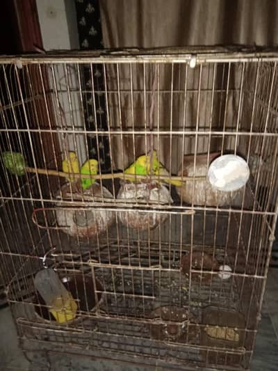 Australian parrots 2 pairs