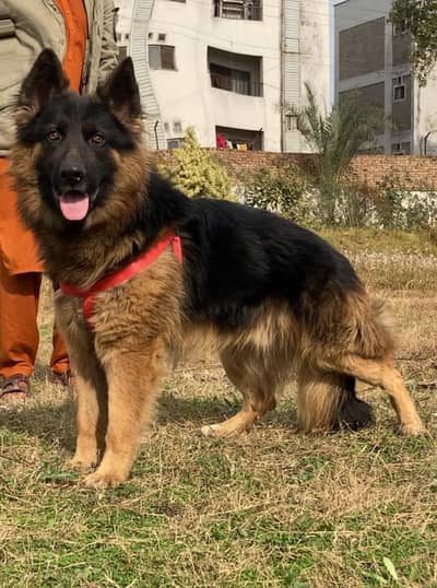 German shepherd proper long coat male 11 month age available