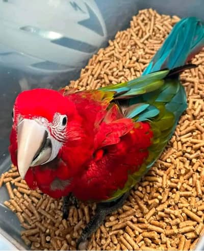 Rad macaw parrot chicks for sale 03244452772