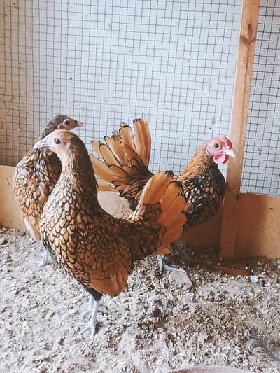 Golden sebrite trio - white silki - ko shamo