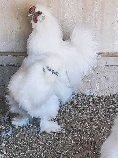 fertile eggs white silki