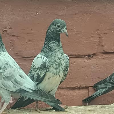 Baby pigeon for sale only 1500 pr