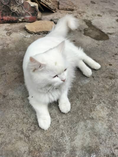 percian cat ,  trained active healthy and friendly