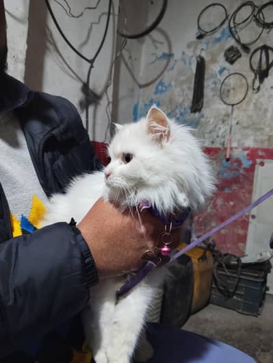 Persion cat