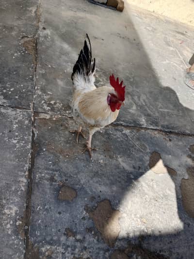 original Murgha 2700