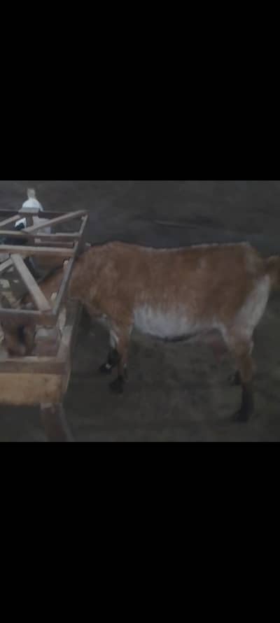 Tyaar bakri for sale