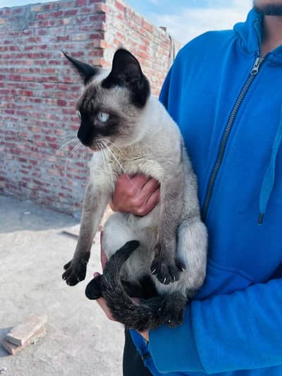 Male Siamese Cat