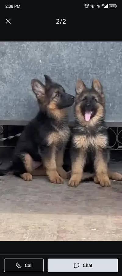 German shepherd | Puppy | GSD | Dog for sale | WhatsApp 03212405409 fg