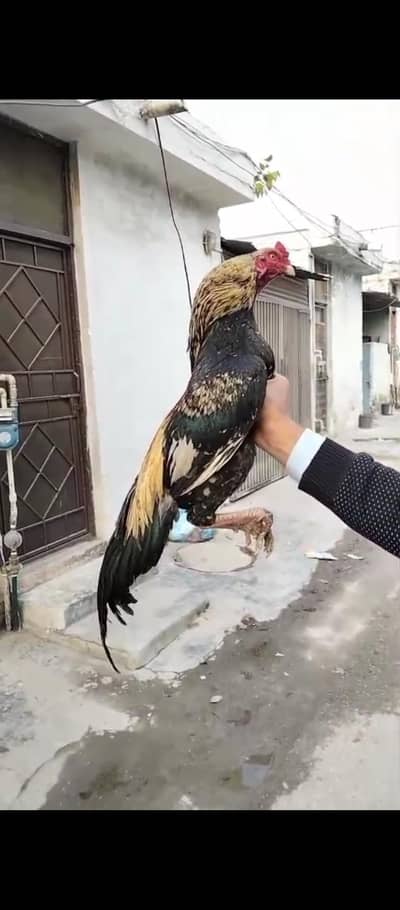 Sawa aseel high quality patha white eyes white nok nalli