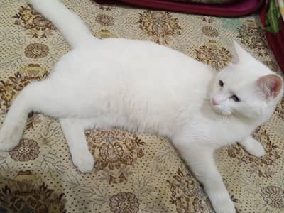 cat British breed for sale