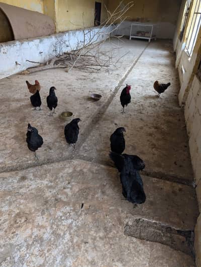 Luman Brown chickens