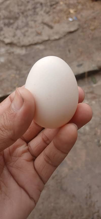 Pure Desi Eggs