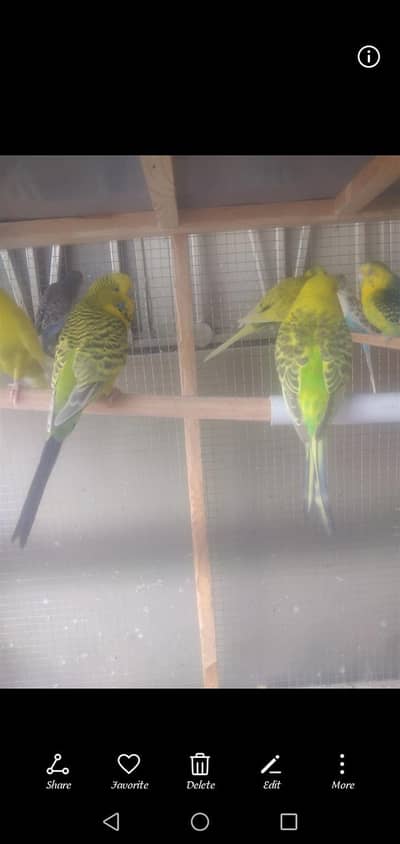 king size exhibition  budgies