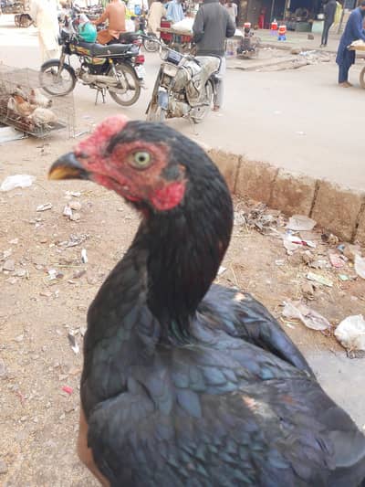 black mushka healthy and active age 4 month old price munasib hojay gi