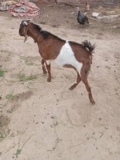 goats male and female for sale