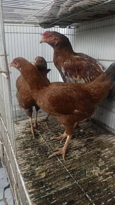 Aseel desi cross hens