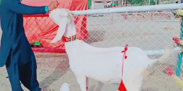 Gulabi Bakri for sale 03405796364
