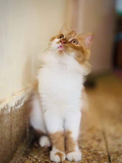 Beautiful Persian Female Kitten