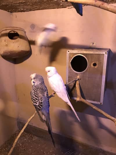 4 male and 2 female with red eyes